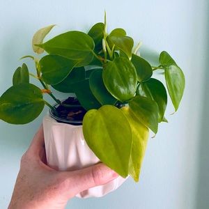 Heart Leaf Philodendron